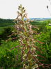Himantoglossum hircinum
